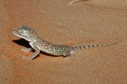 Image of Middle Eastern Short-fingered Gecko