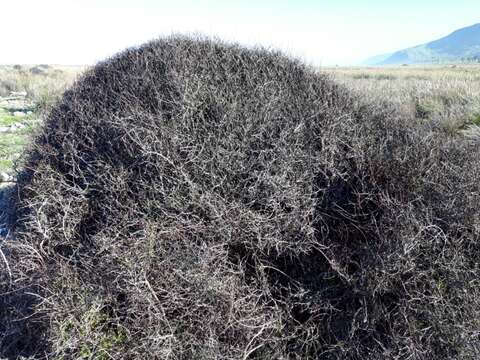 Image of Plagianthus divaricatus Forst.