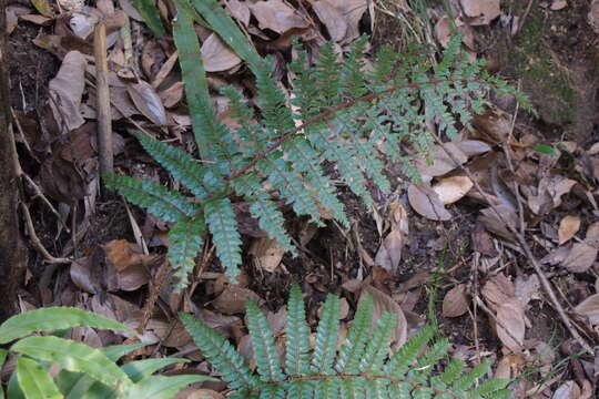 Image of Korean tasselfern