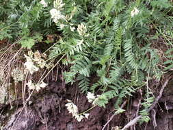 Image de Oxytropis ochroleuca Bunge