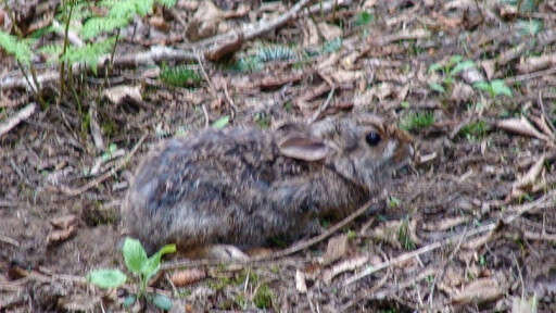 Imagem de Sylvilagus obscurus Chapman, Cramer, Deppenaar & Robinson 1992