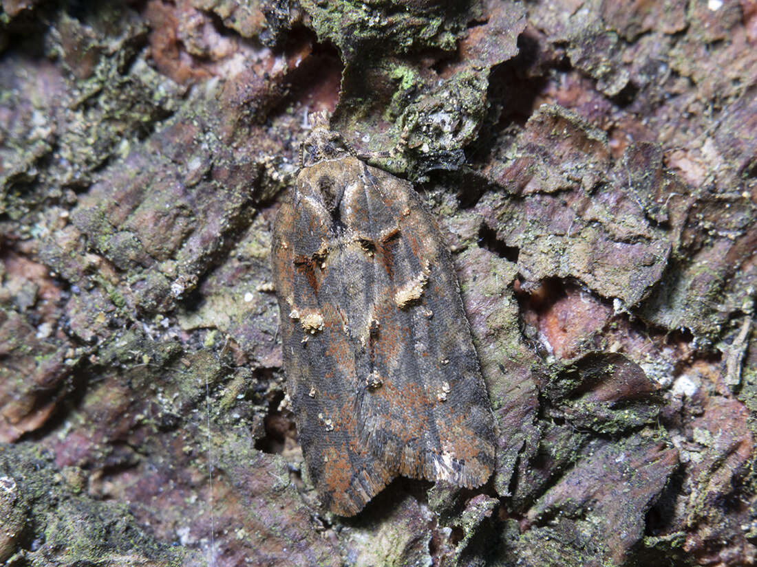 Image of Acleris abietana Hübner 1823