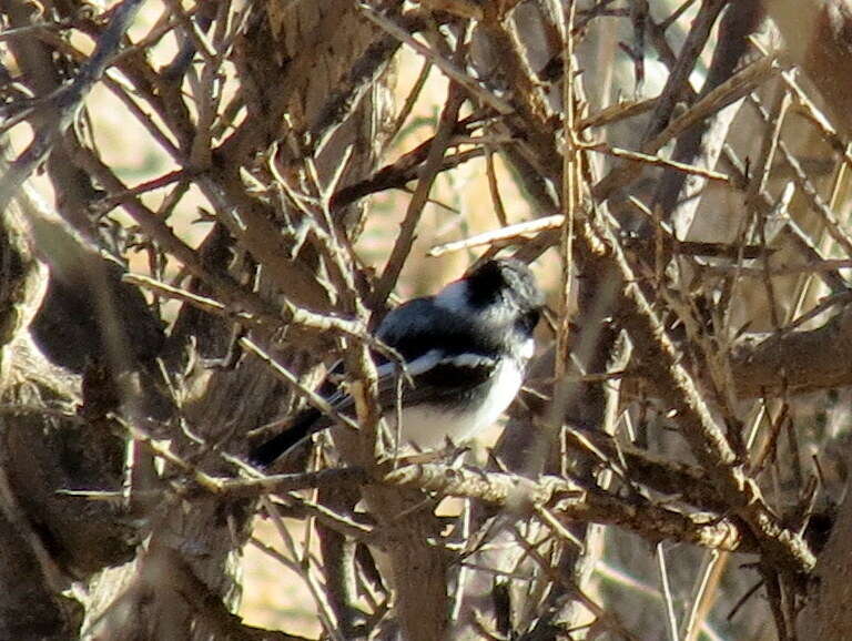 Batis pririt affinis (Wahlberg 1855)的圖片