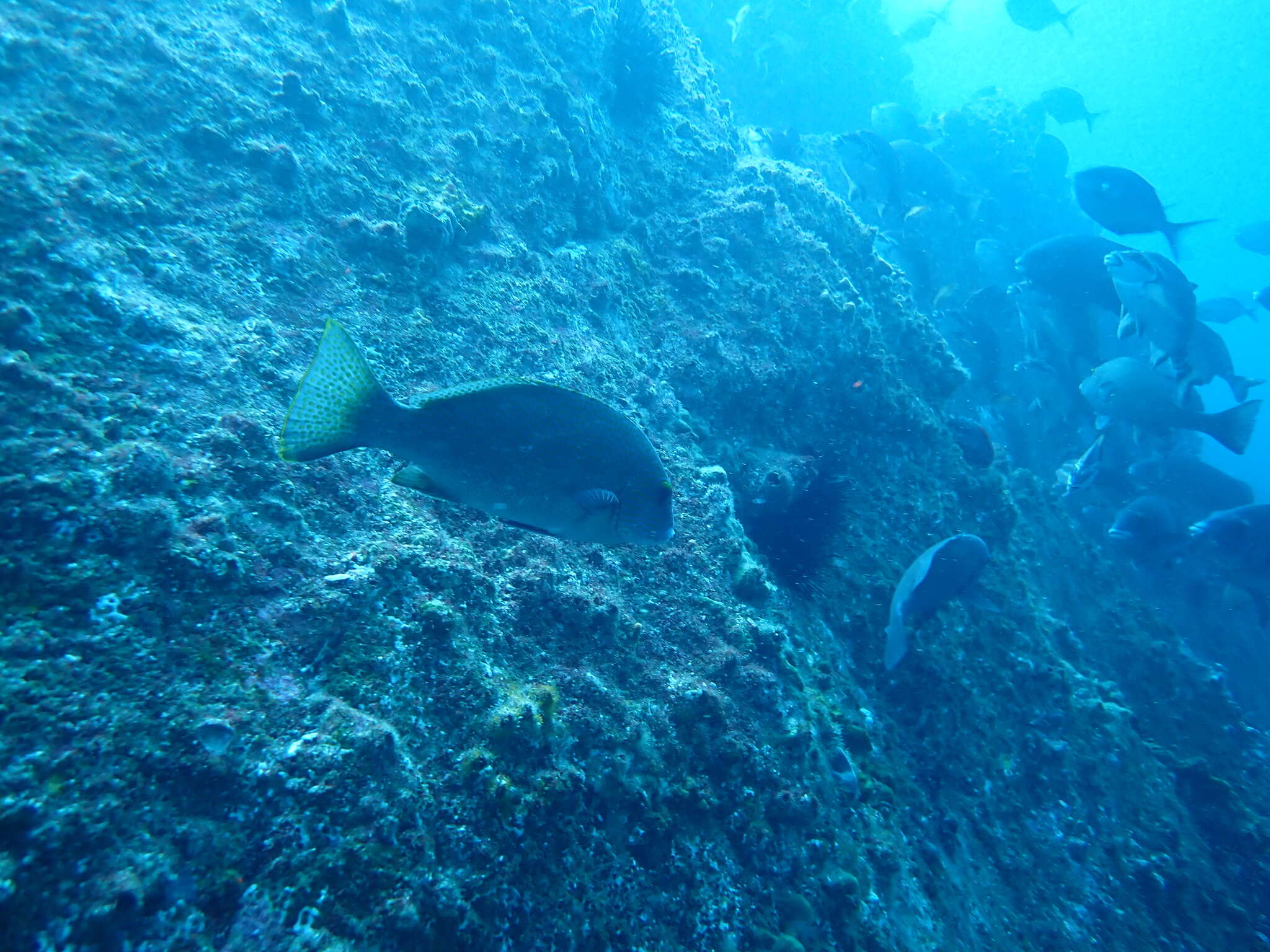 Plancia ëd Plectorhinchus flavomaculatus (Cuvier 1830)