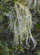 Image of Galium tomentosum Thunb.