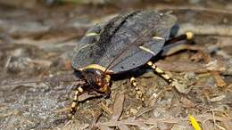 Image of native cockroach ( Australia )
