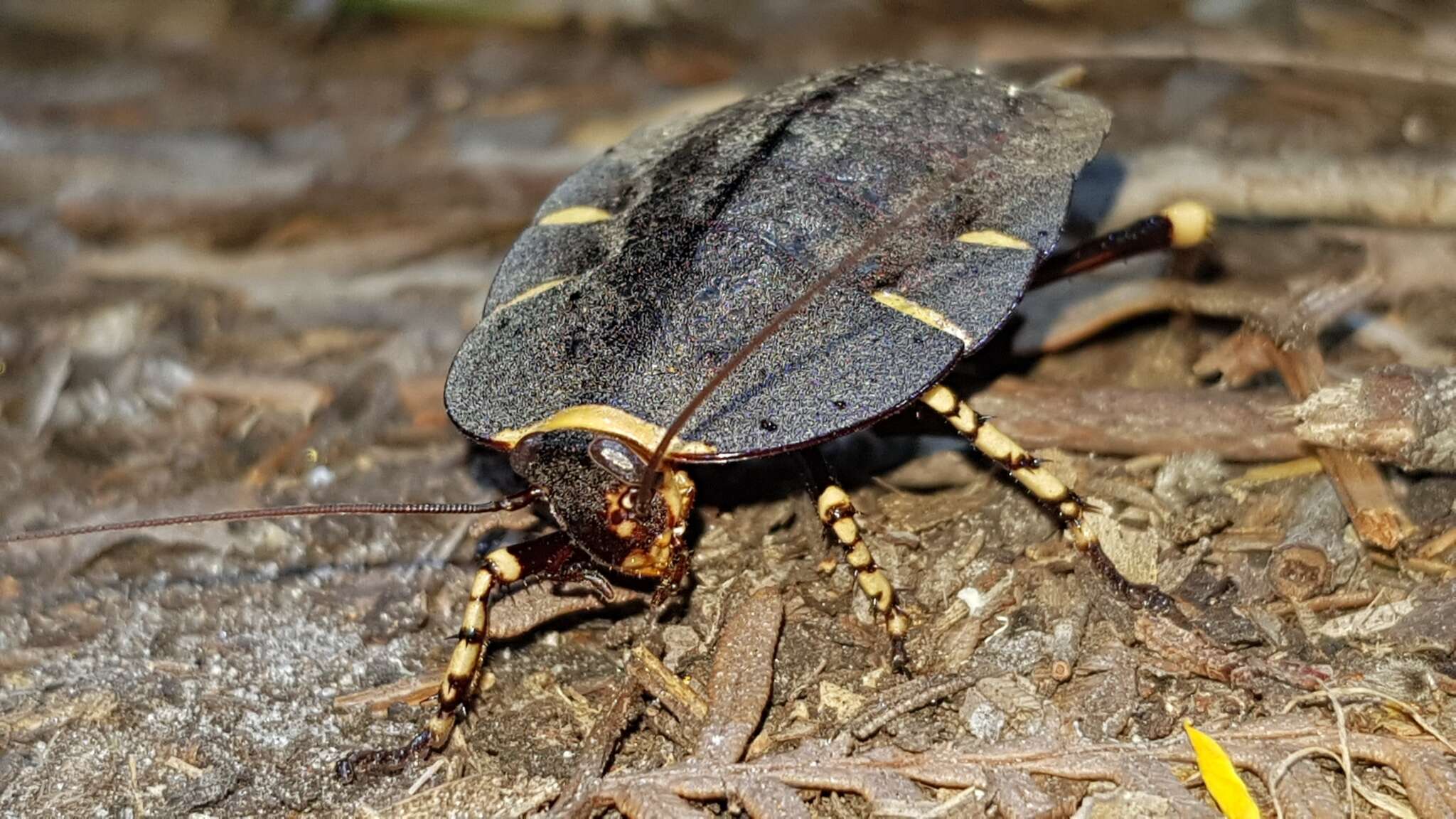 Image of native cockroach ( Australia )