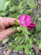 Imagem de Spigelia scabrella Benth.