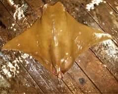 Image of Golden Cownose Ray