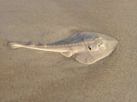 Image of Grey guitarfish