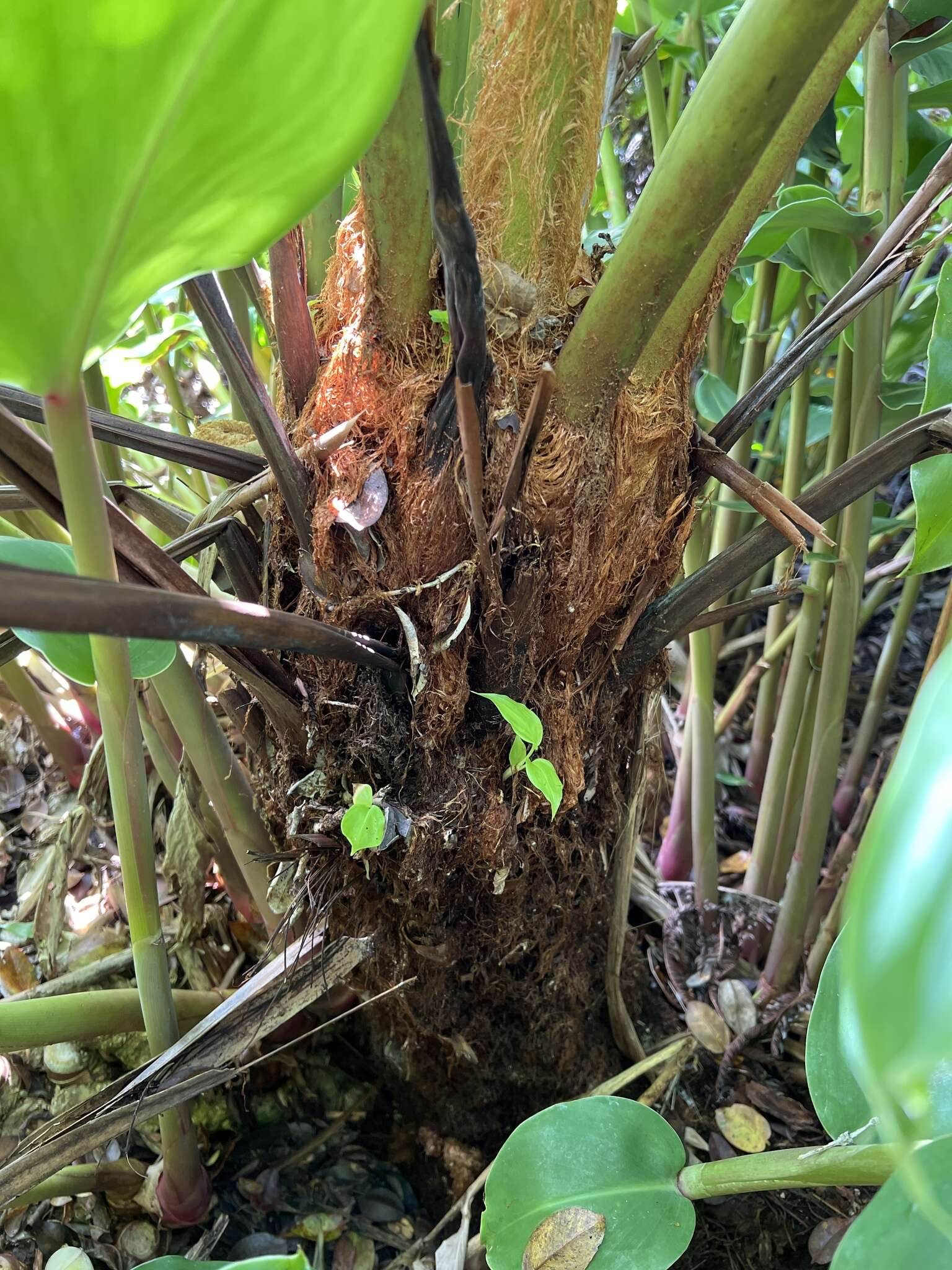 Image of Long-Leaf Plume Fern