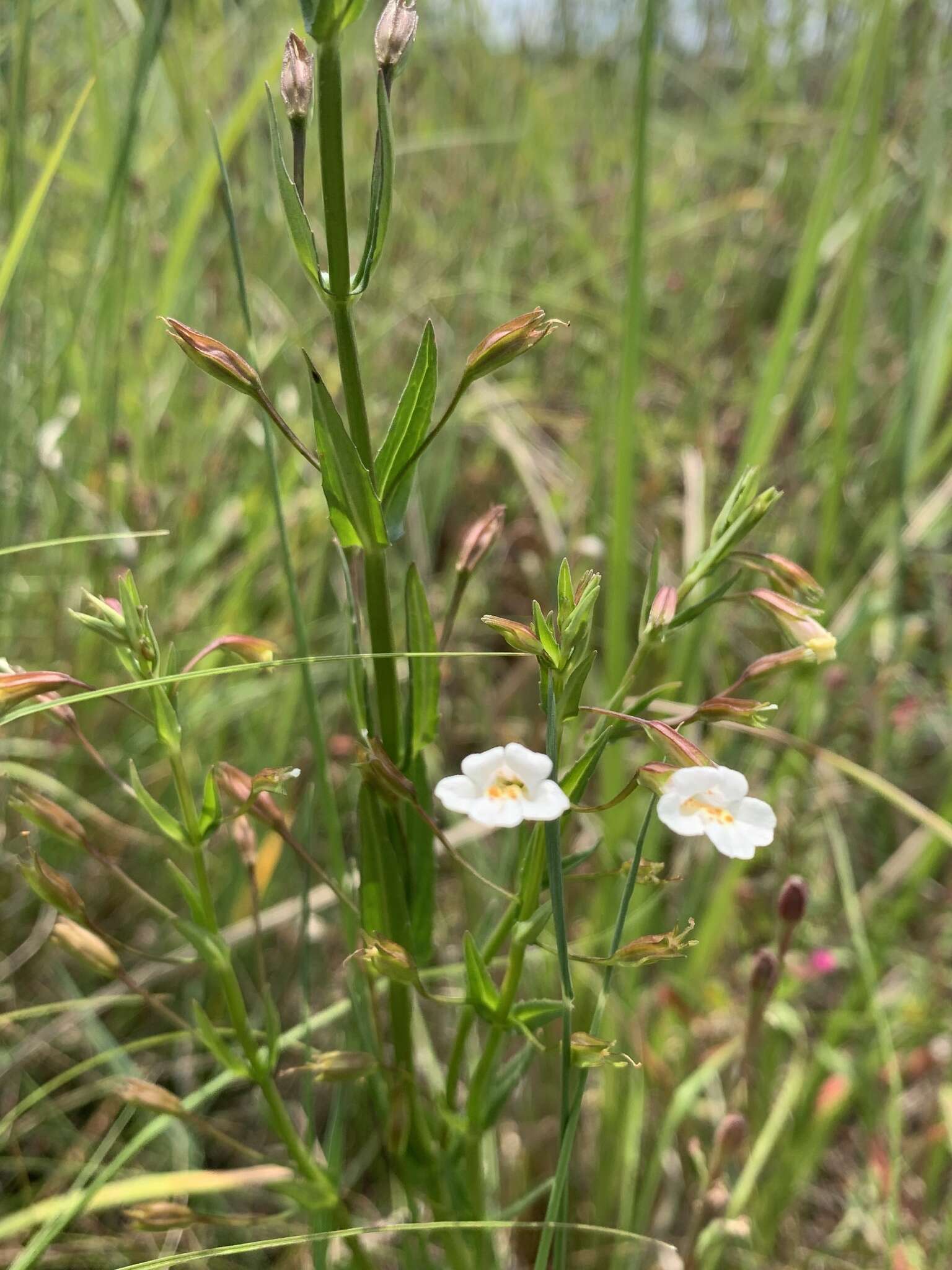 Image of Mimulus strictus Benth.