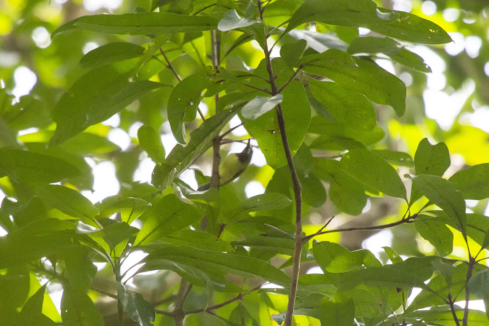 Image of Fairy Gerygone