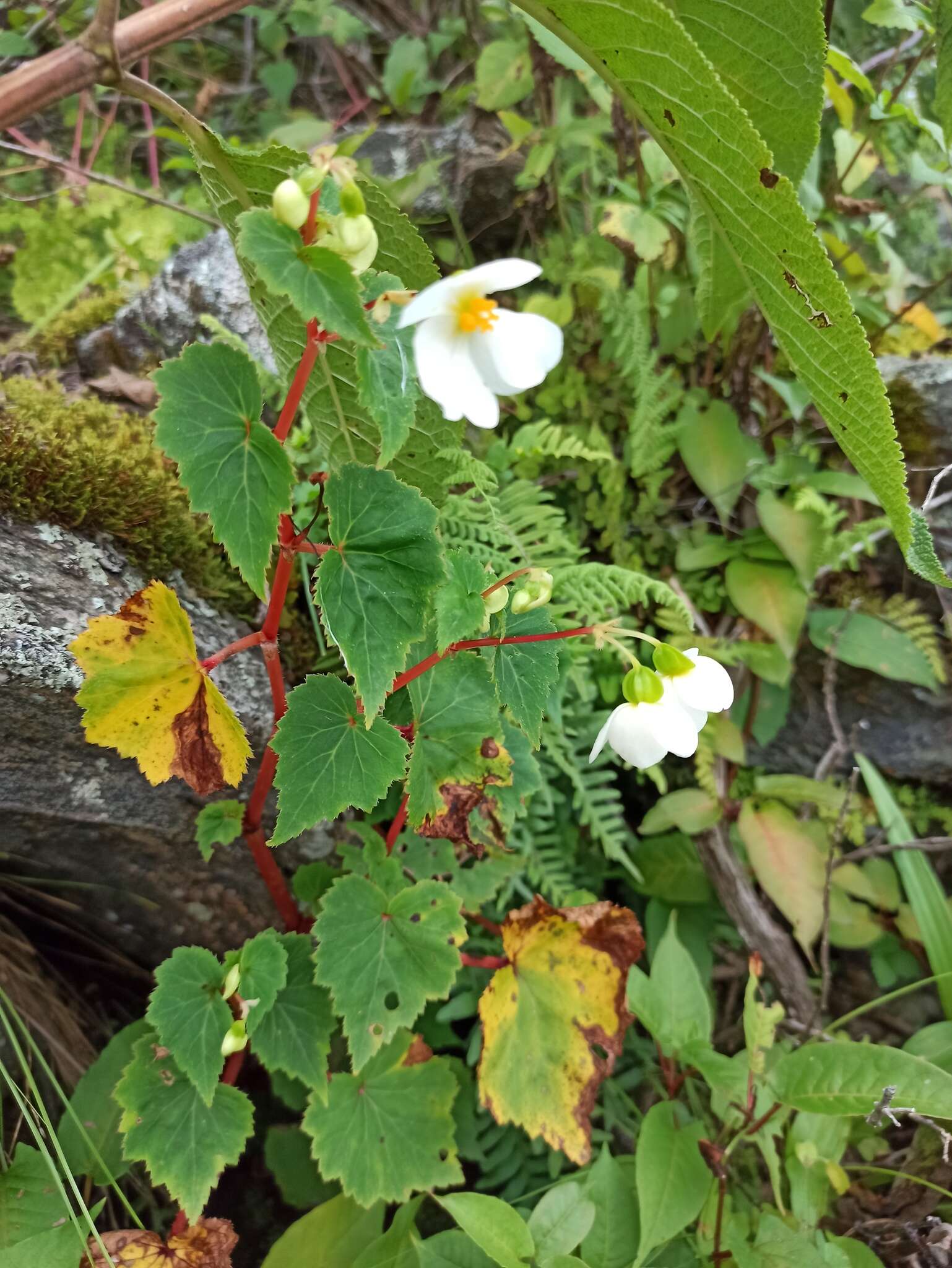 Image of Begonia micranthera Griseb.