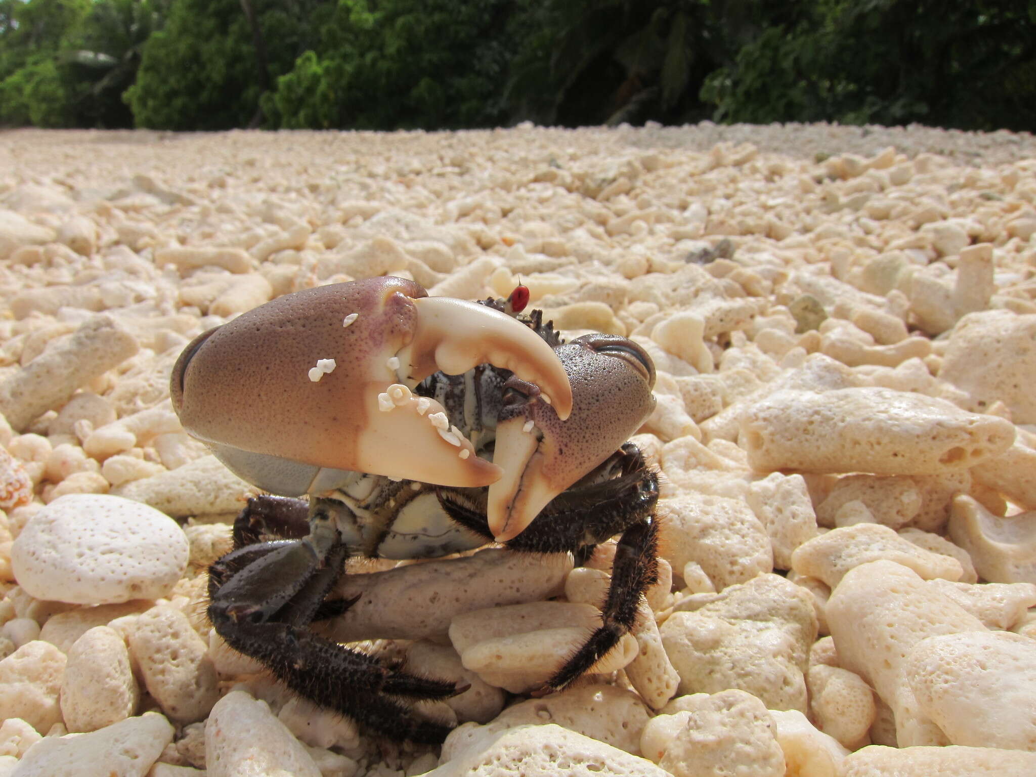 Image of smooth redeye crab