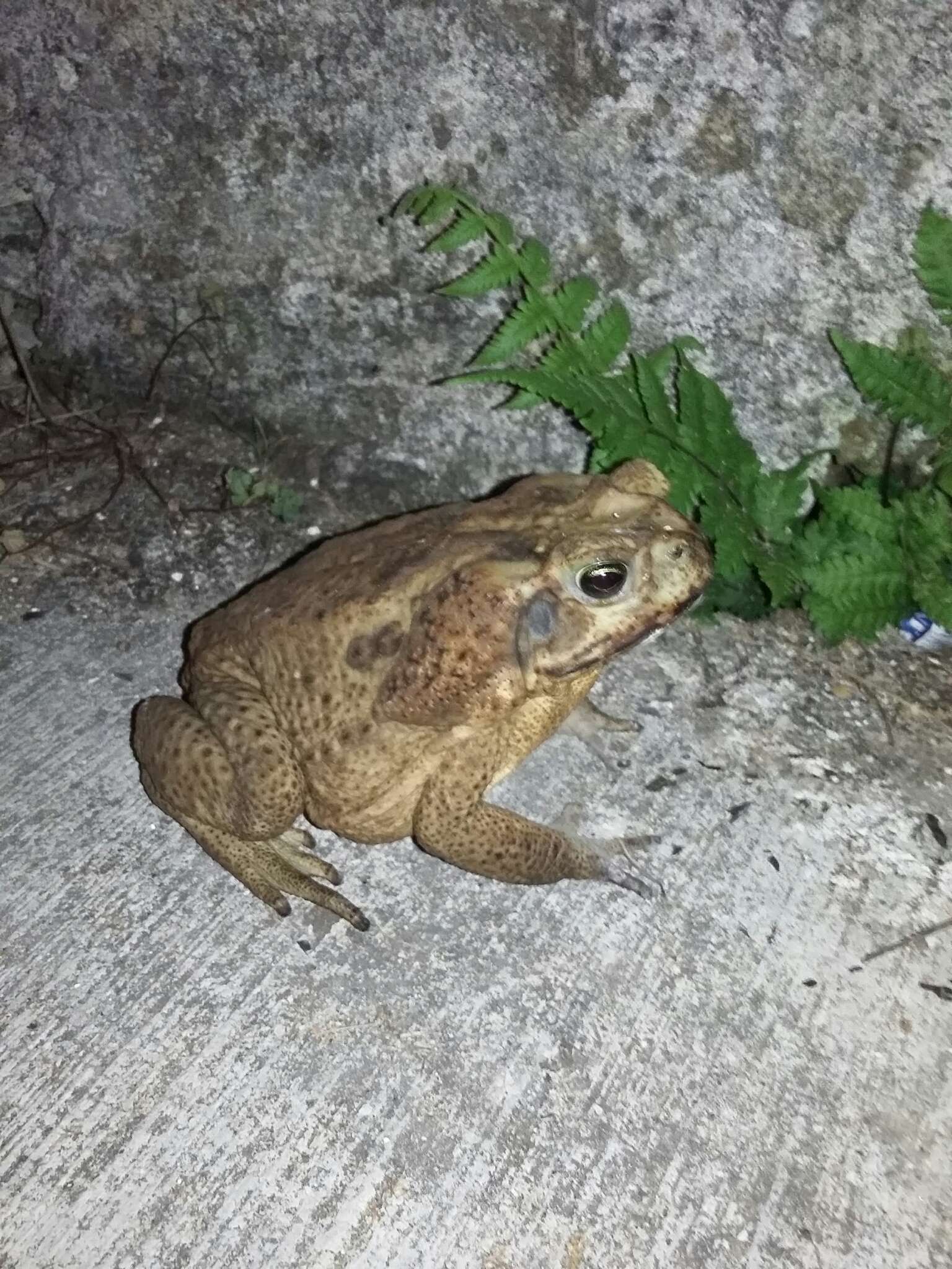 Image of Giant toad