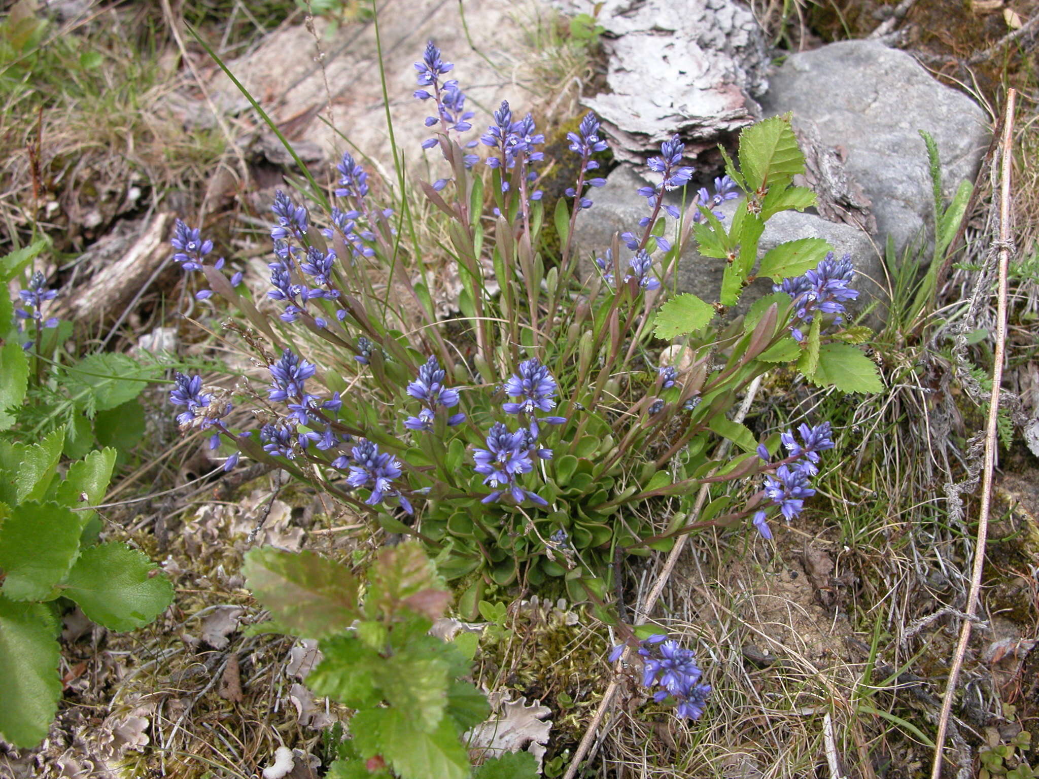 Image of Polygala amarella Crantz