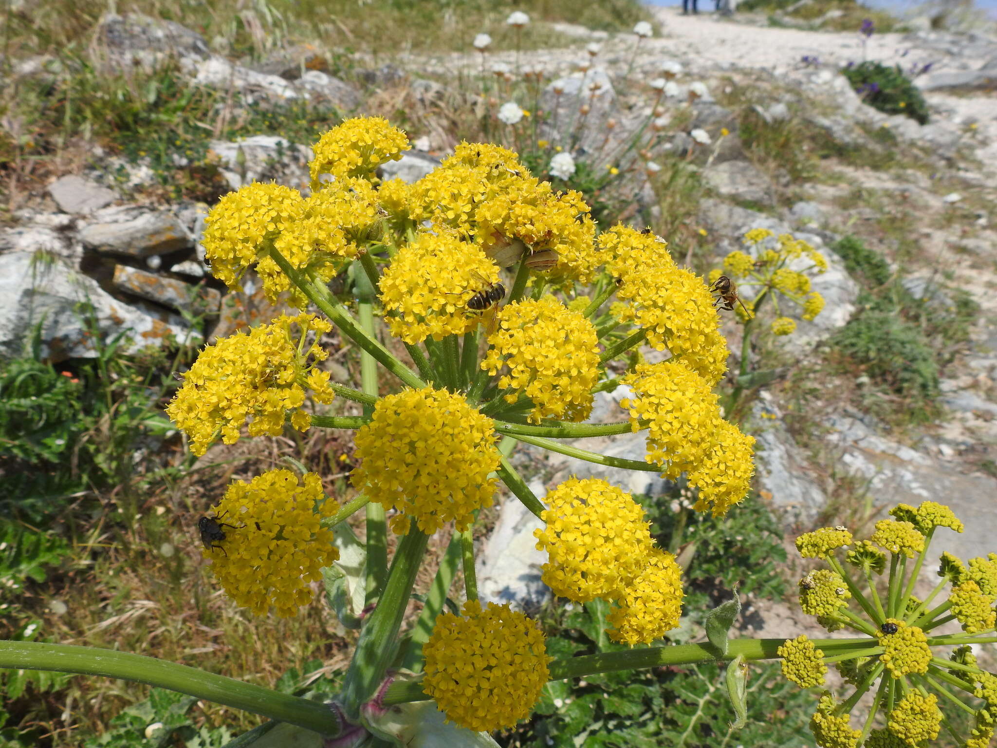 Imagem de Thapsia nitida Lacaita