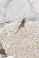 Image of Hunsaker's Spiny Lizard