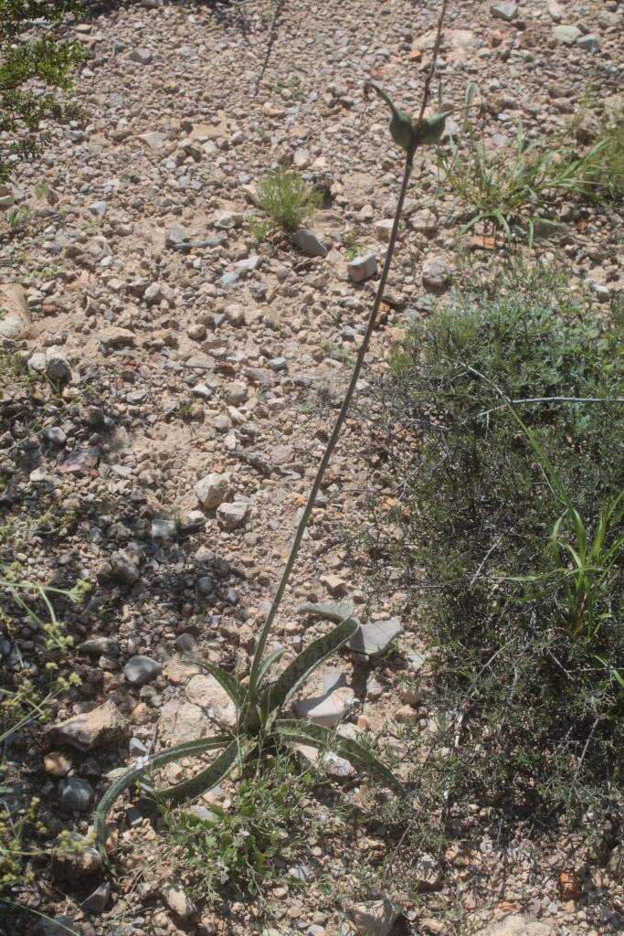 Plancia ëd Agave brunnea S. Watson