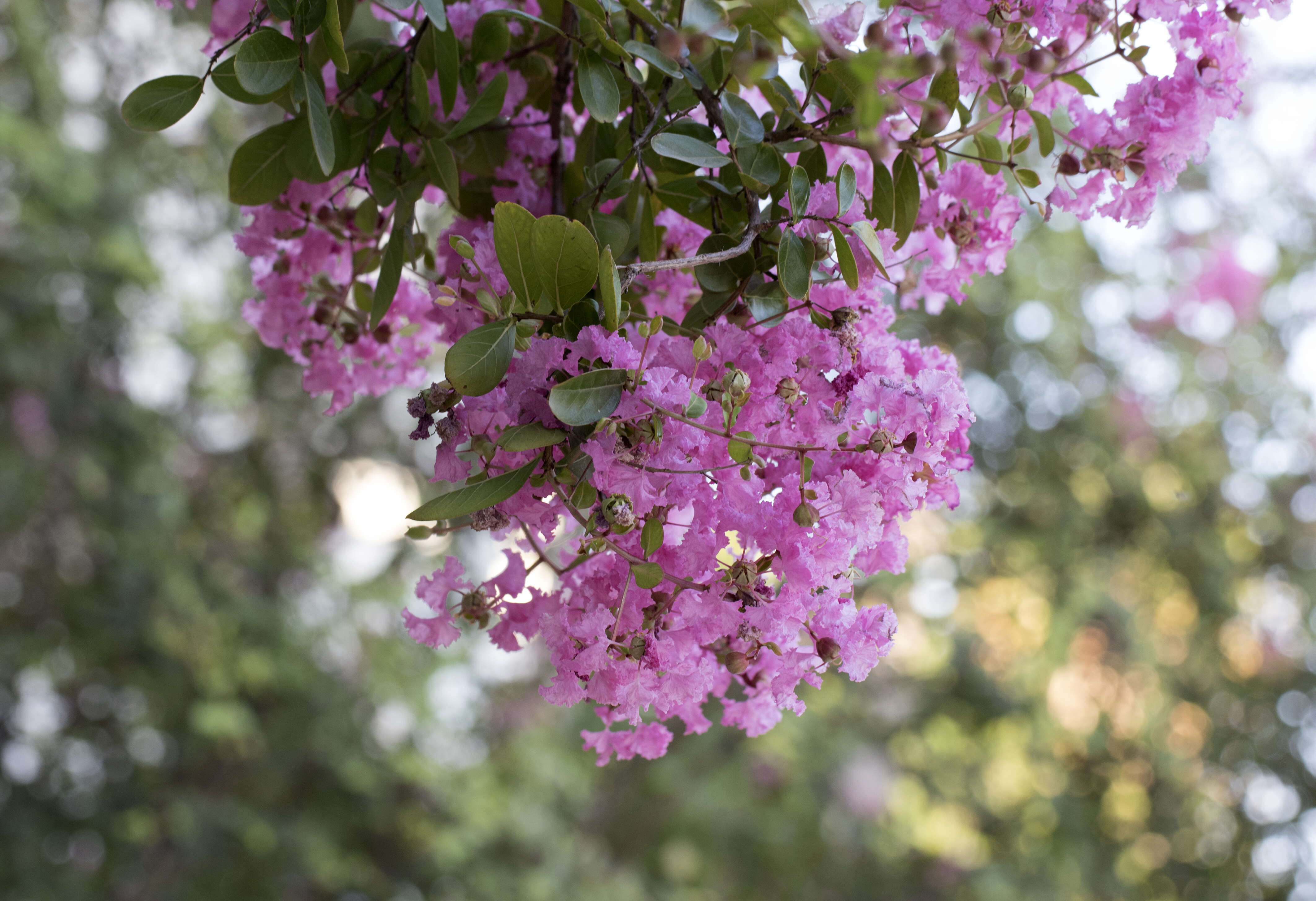 Image of Crape myrtle