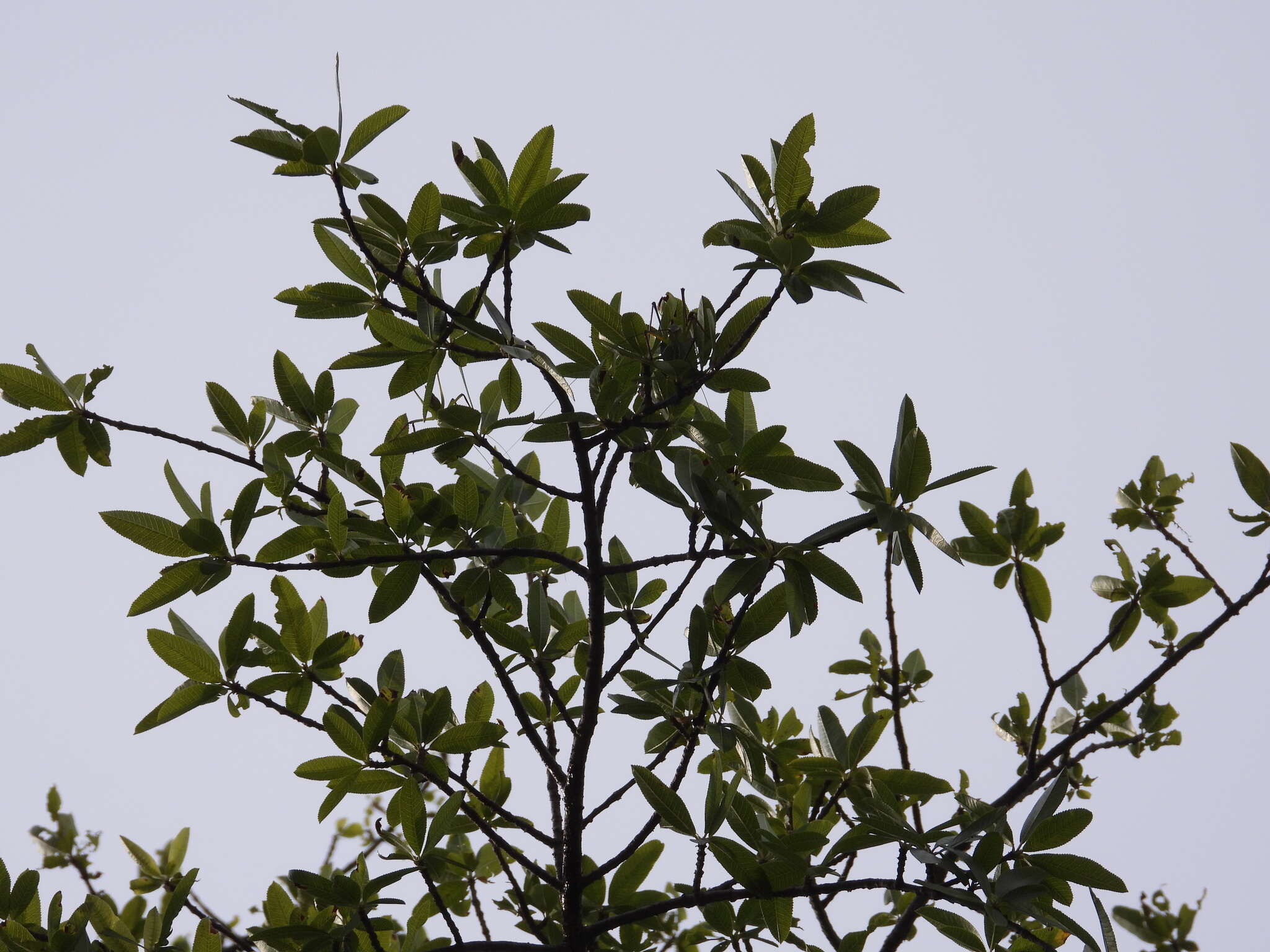 Plancia ëd Bursera crenata P. G. Wilson