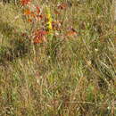 Image of Solidago austrina Small