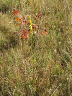 Solidago austrina Small的圖片