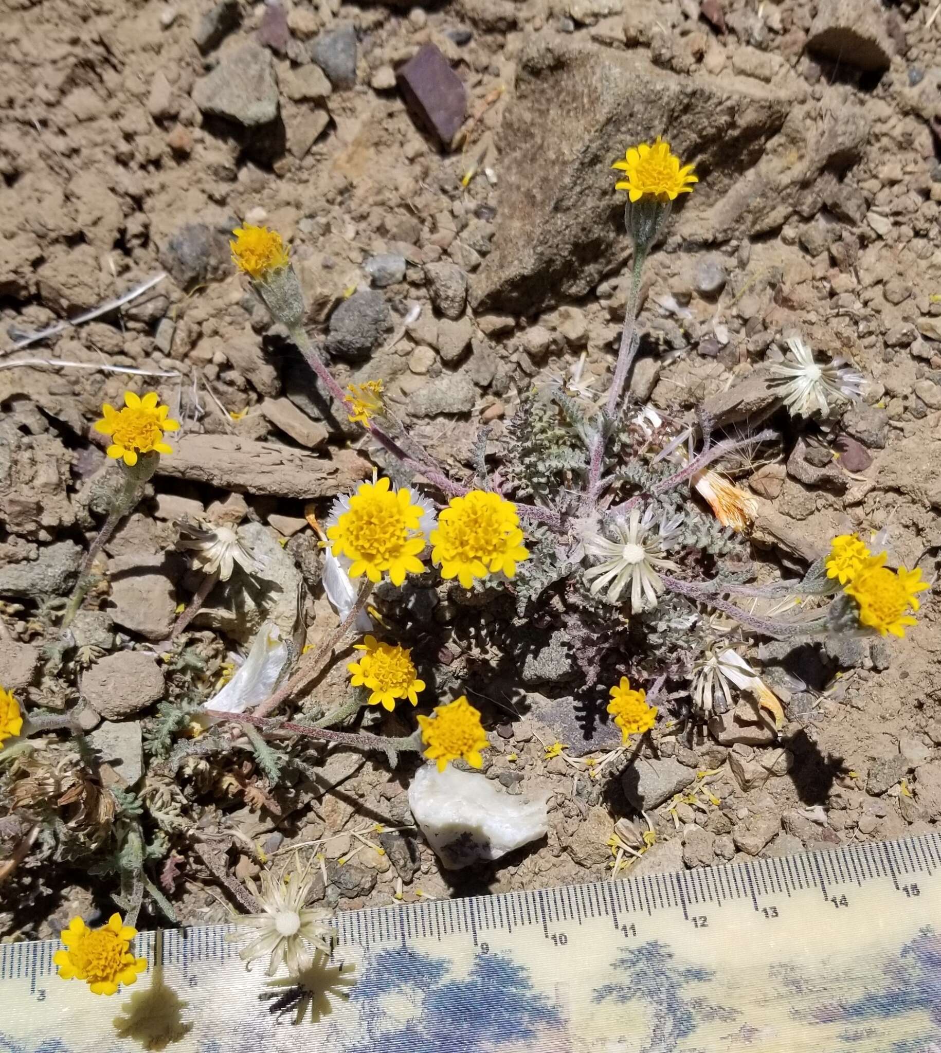 Sivun Chaenactis glabriuscula var. heterocarpha (Torr. & A. Gray) H. M. Hall kuva