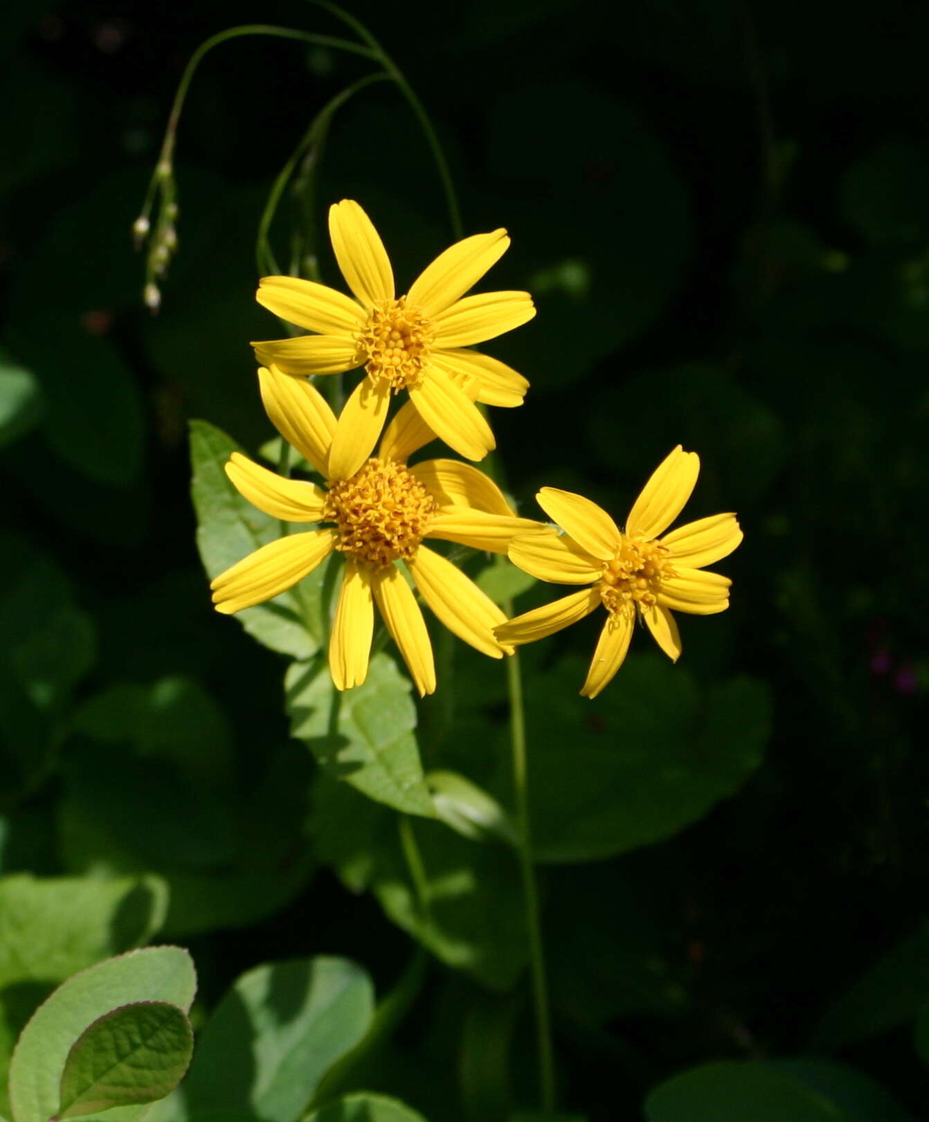 Image of broadleaf arnica