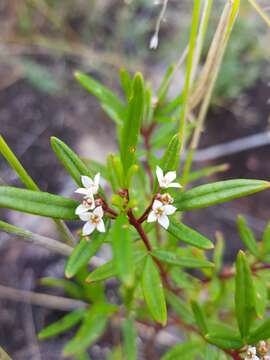 Image of Zieria hindii J. A. Armstr.