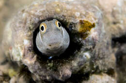 Image de Alloblennius