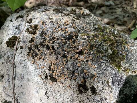 Image of false Russell's fishscale lichen