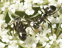 Image of SIlky Ant