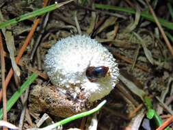 Sivun Lycoperdina ferruginea Le Conte 1824 kuva