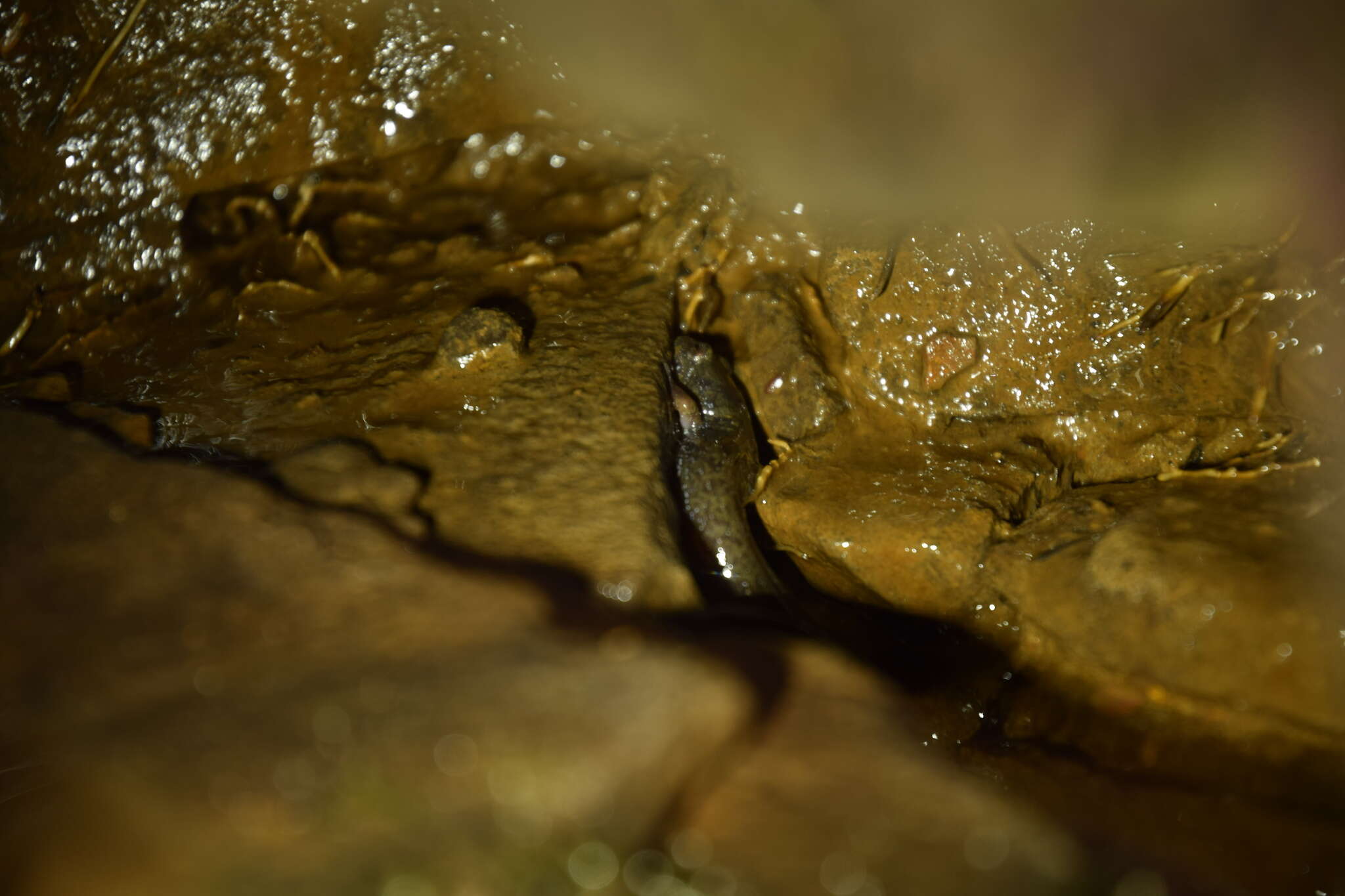 Image of Cumberland Dusky Salamander