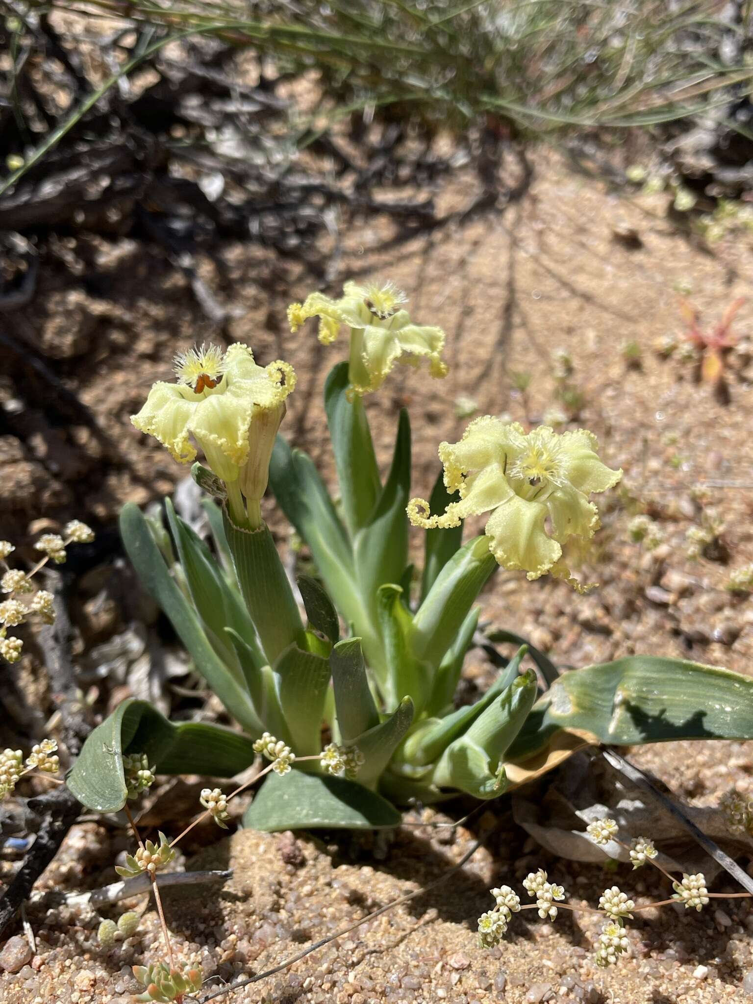 Image of Ferraria macrochlamys (Baker) Goldblatt & J. C. Manning