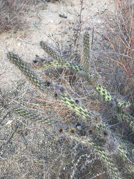 Image of California pricklypear