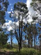 Image of Acacia harpophylla F. Muell. ex Benth.