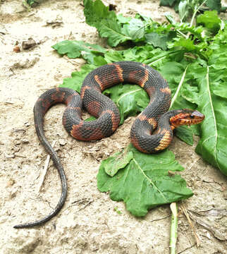 Image of Banded Water Snake