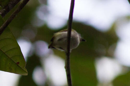 Image of Short-tailed Pygmy Tyrant