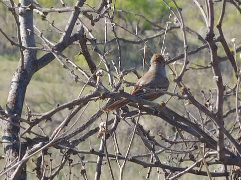 Image of Ash-throated Flycatcher