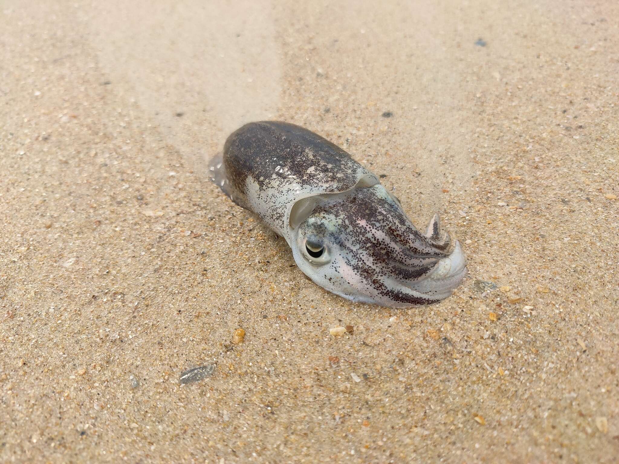 Image of Spineless cuttlefish