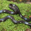 Image of Leonard's Burrowing Snake