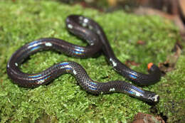 Image of Leonard's Burrowing Snake