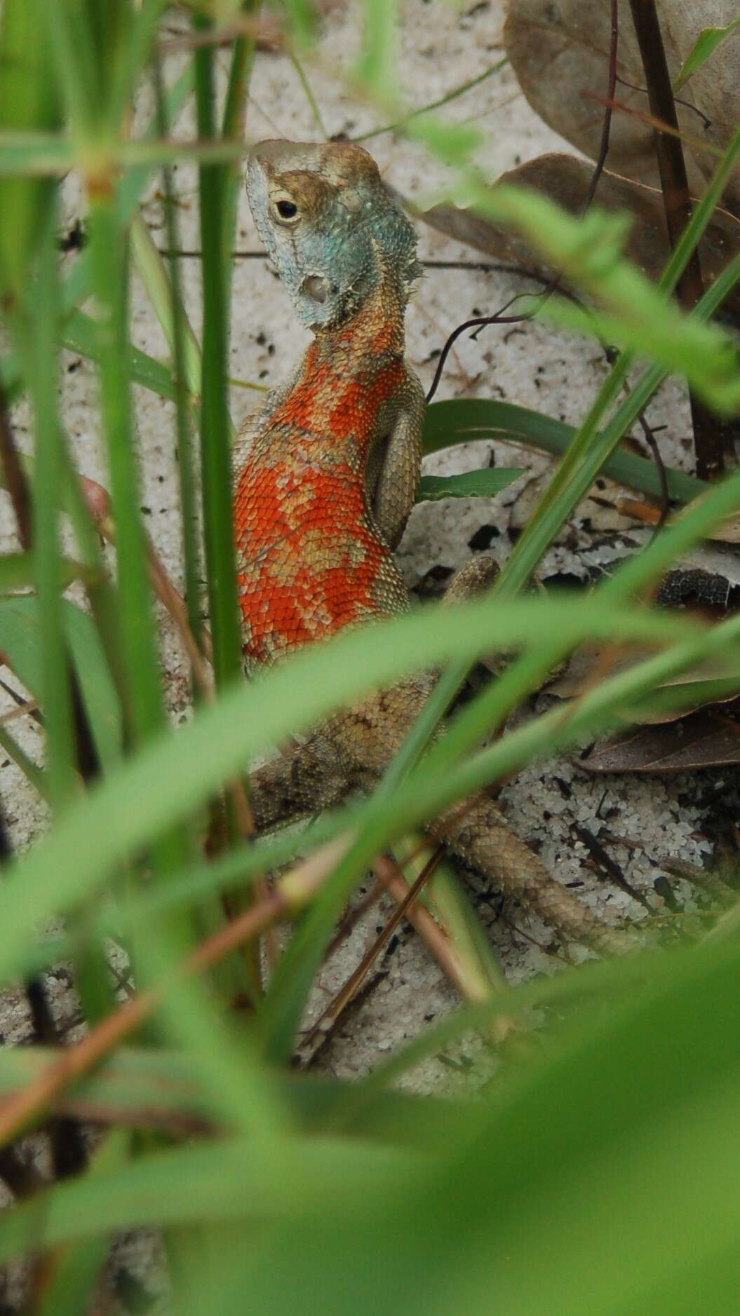 Image of Mozambique Agama