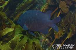 Image of New Zealand black angelfish