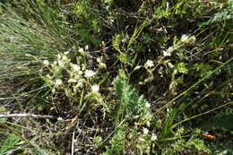 Image of Cerastium brachypetalum subsp. tauricum (Spreng.) Murb.