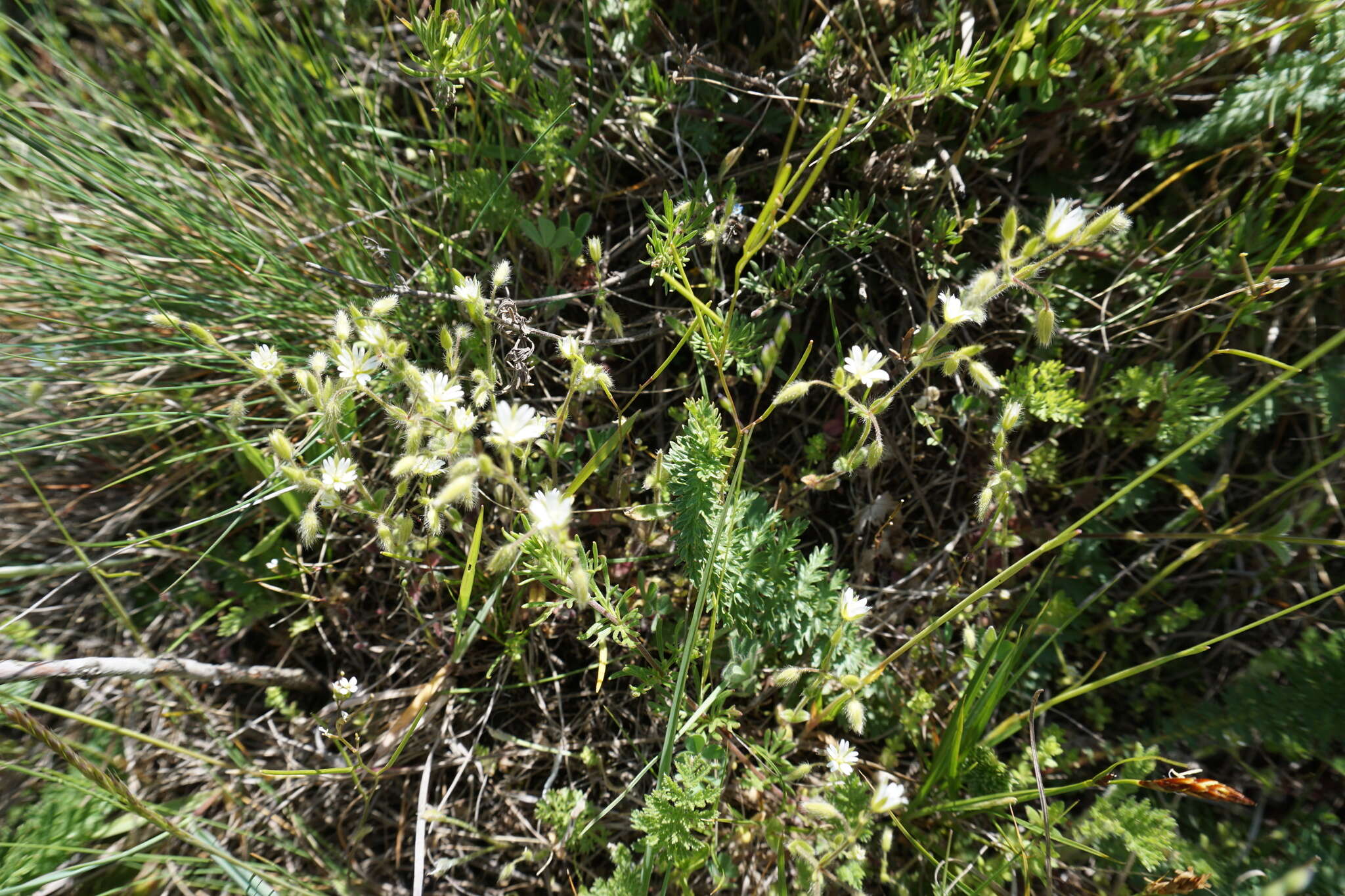 Image of Cerastium brachypetalum subsp. tauricum (Spreng.) Murb.