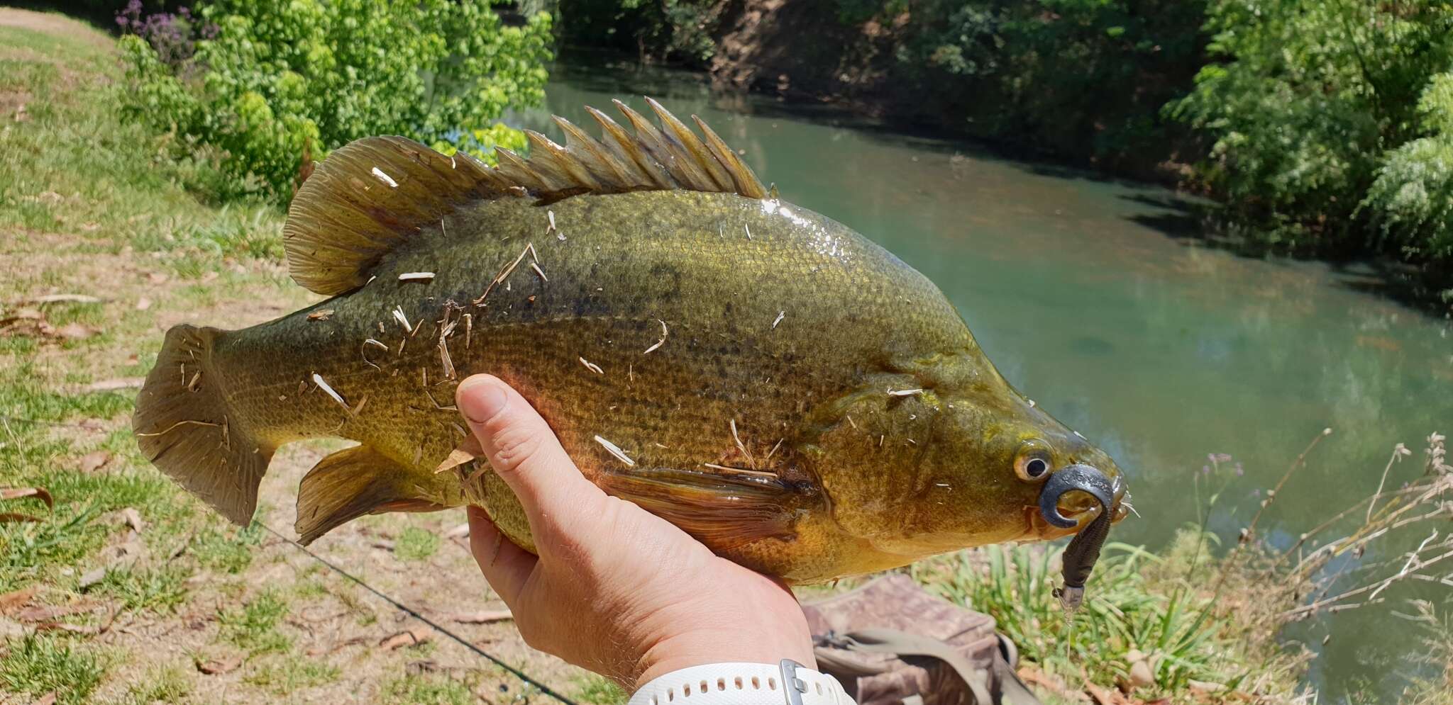 Image of Golden perch